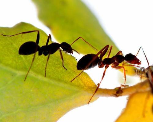 国产小蚂蚁视频大全